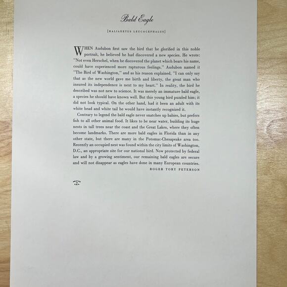 Audubon Birds of America Bald Eagle Original Print Vtg 1950 R T Peterson 9 x 12 - Picture 4 of 5